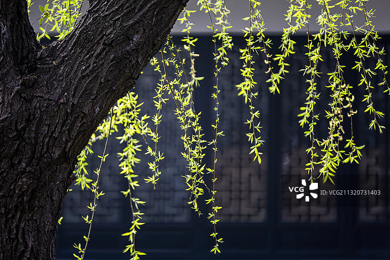 杨柳依依图片素材