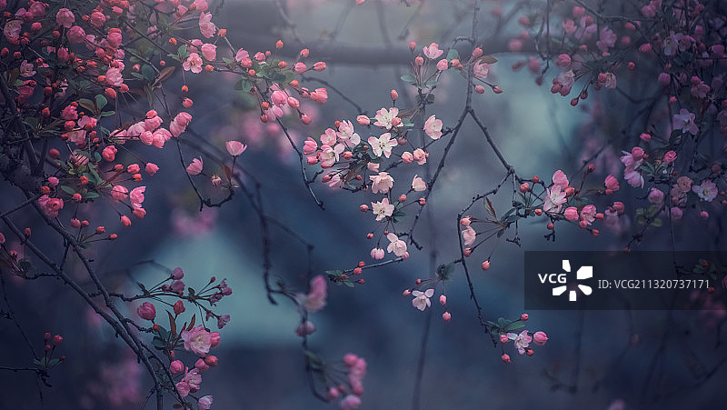 海棠花开图片素材