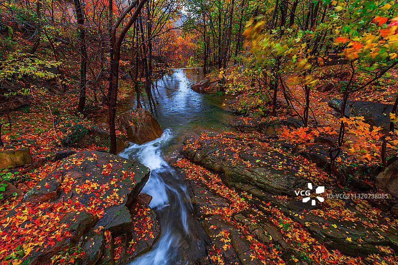 连云港枫树湾秋色 连云港图片素材