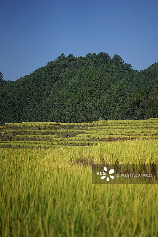 山区里的梯田图片素材