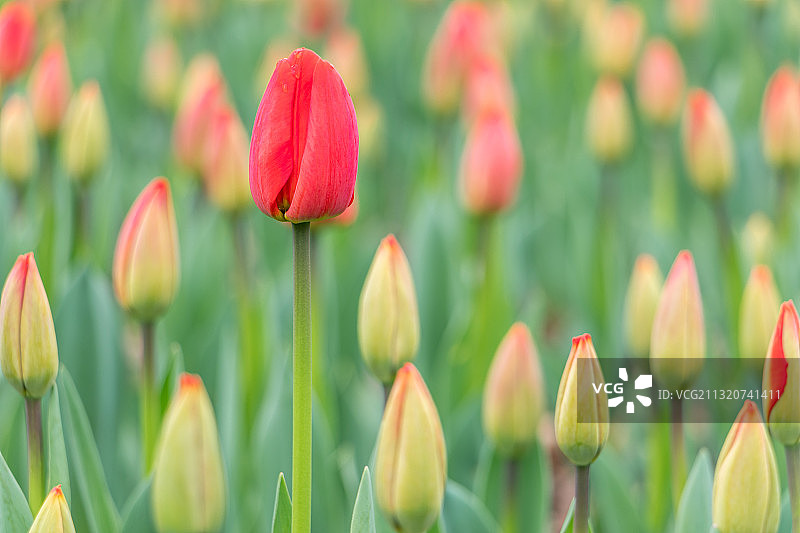 红色郁金香花海图片素材