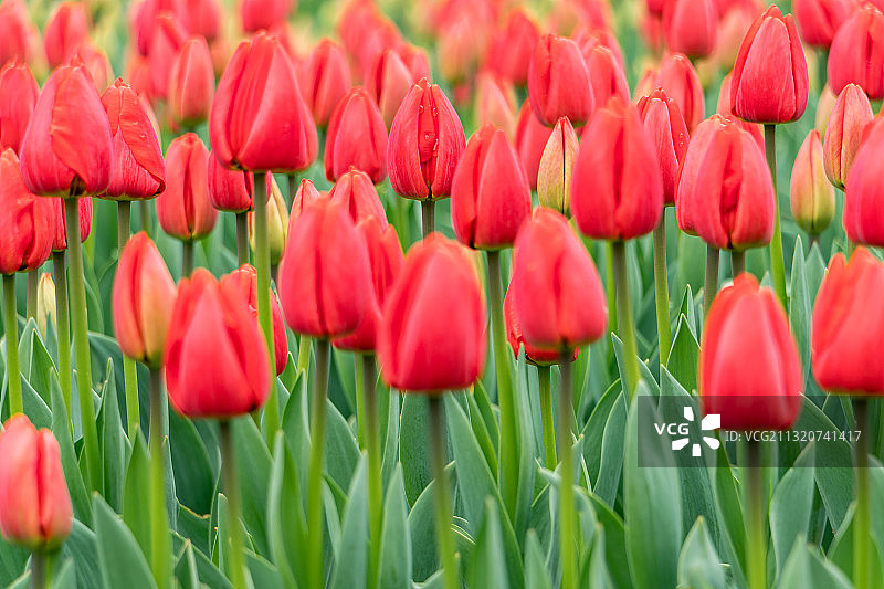 红色郁金香花海图片素材