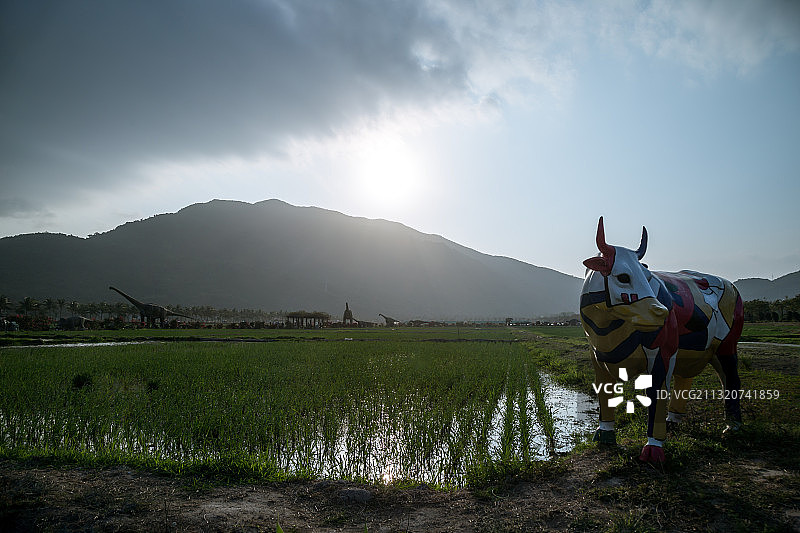 袁隆平水稻种植基地图片素材