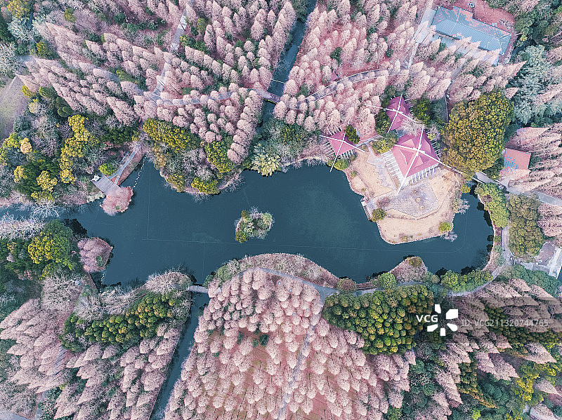 上海崇明东平国家森林公园秋冬季节的水杉树林图片素材