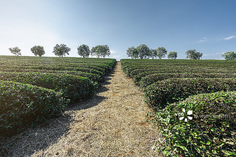新昌县大佛龙井茶园明前茶图片素材