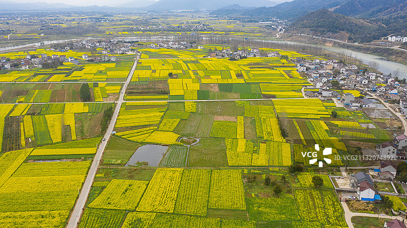 安徽泾县春季自然风光盛开的油菜花图片素材
