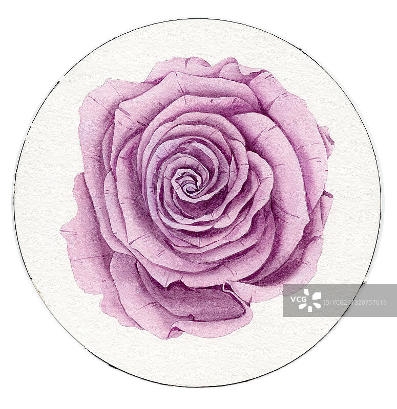 手绘水彩花卉玫瑰花素材元素插画图片素材