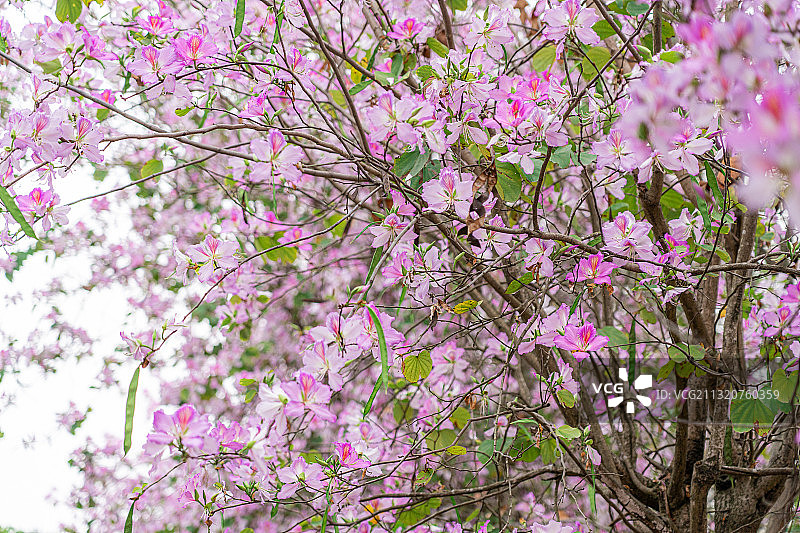 盛开的洋紫荆花图片素材