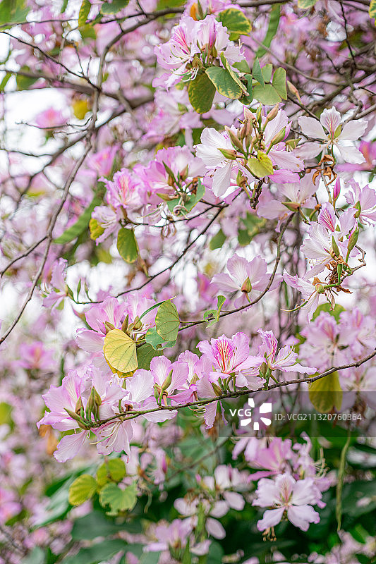 盛开的洋紫荆花图片素材