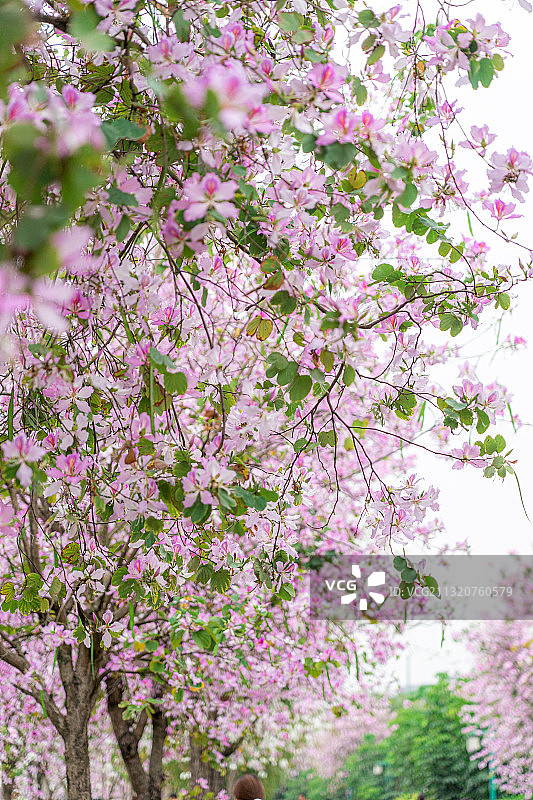 广州海珠湿地公园盛开的洋紫荆花图片素材