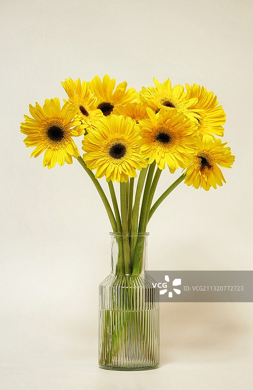 非洲菊图片素材