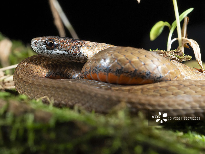 北方红腹蛇图片素材