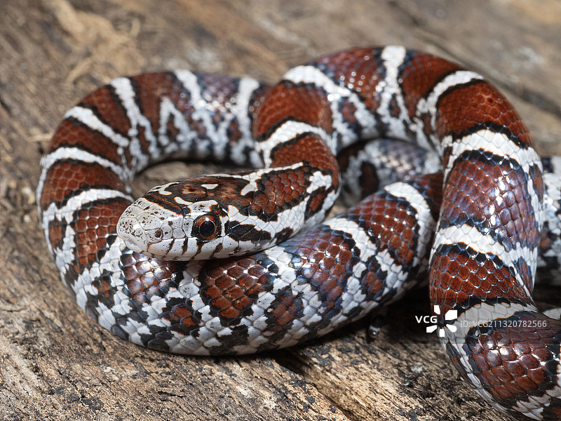 东部乳蛇图片素材