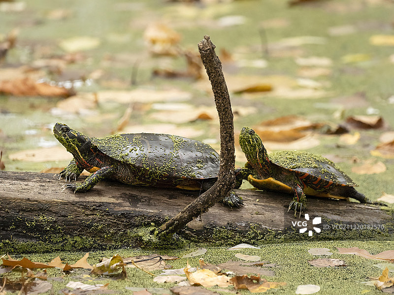 东部彩龟图片素材