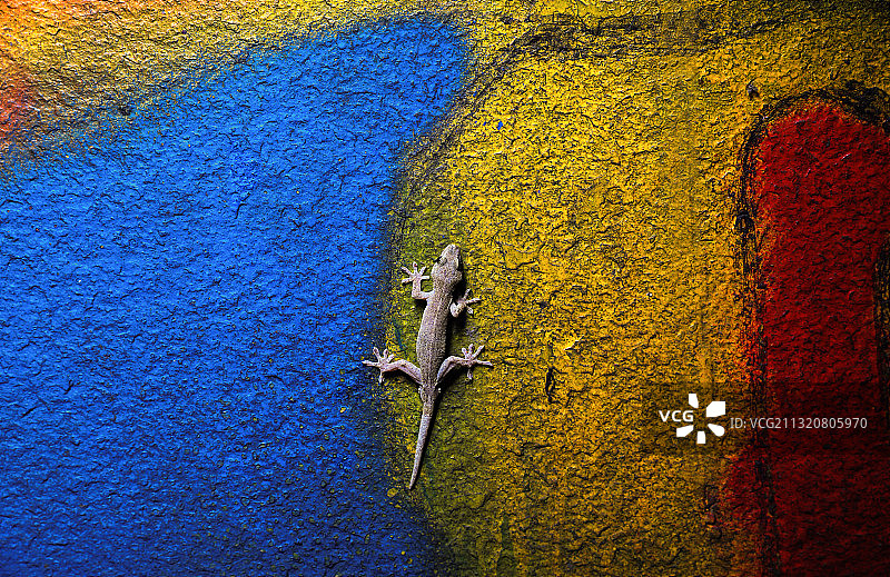 抓什么拍什么图片素材