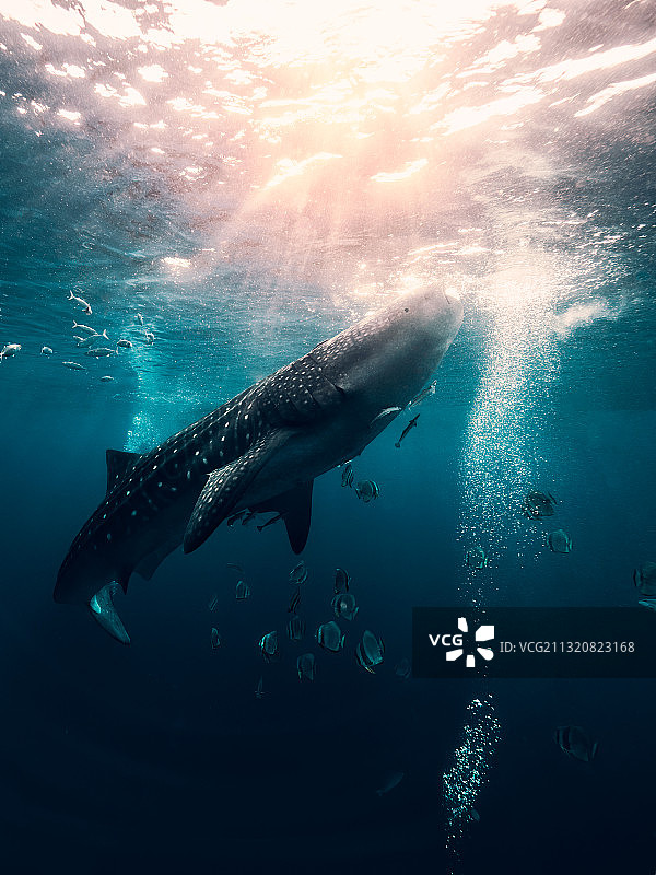 Whale Shark图片素材