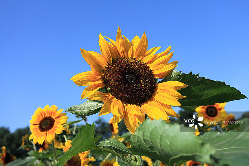 向日葵图片素材