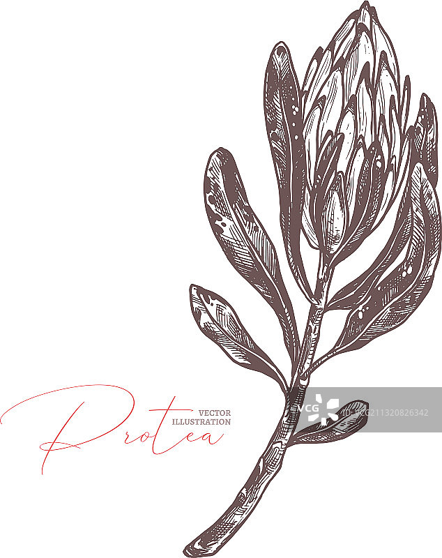 帝王花植物素描图片素材