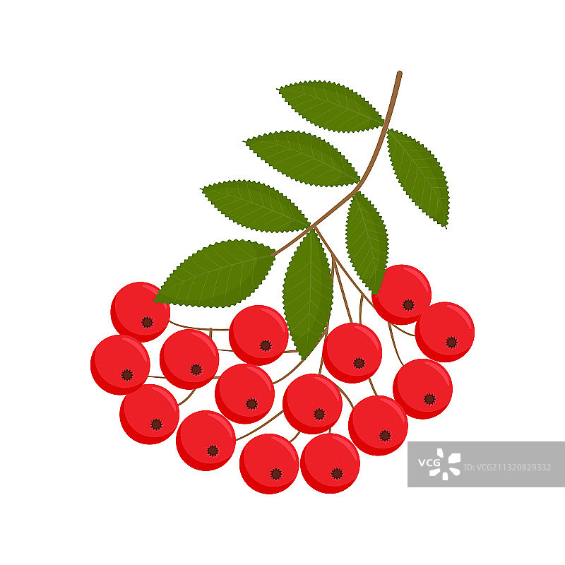 白色背景上的花楸浆果图片素材