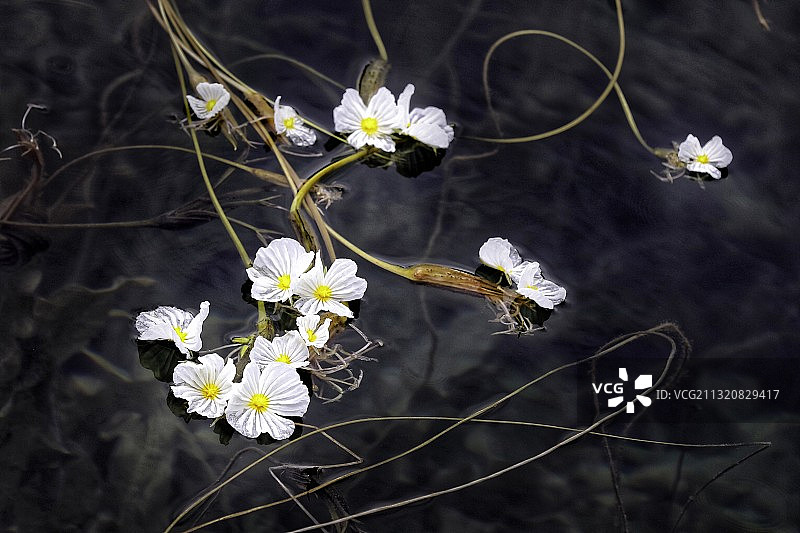 几朵盛开在泸沽湖湖面上的小花图片素材