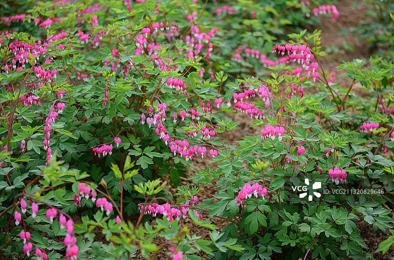 郑州市植物园里的荷包牡丹图片素材