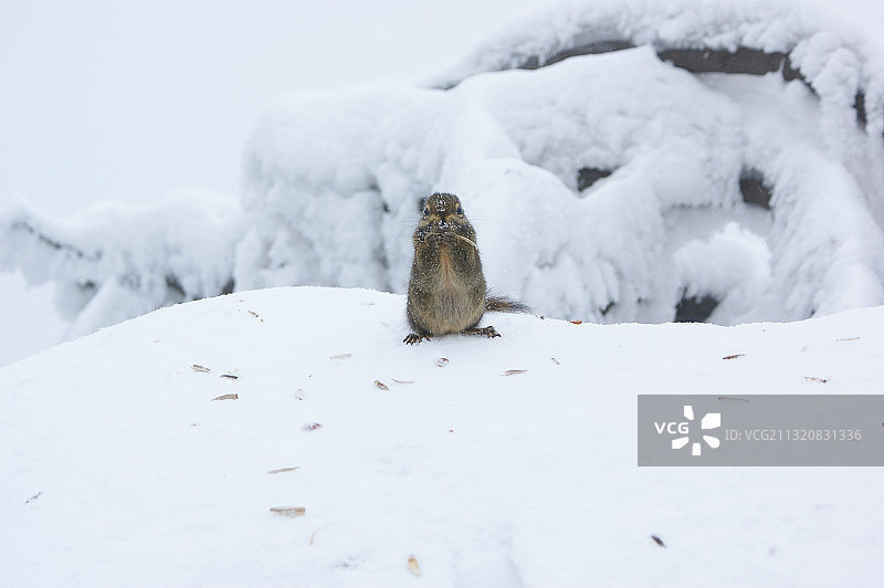 冬季峨眉山雷洞坪松鼠图片素材