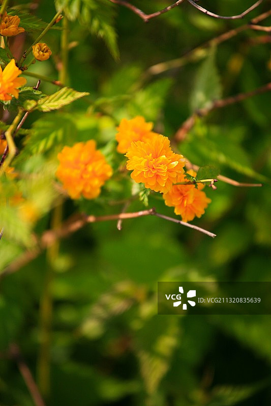 盛开的重瓣棣棠花图片素材