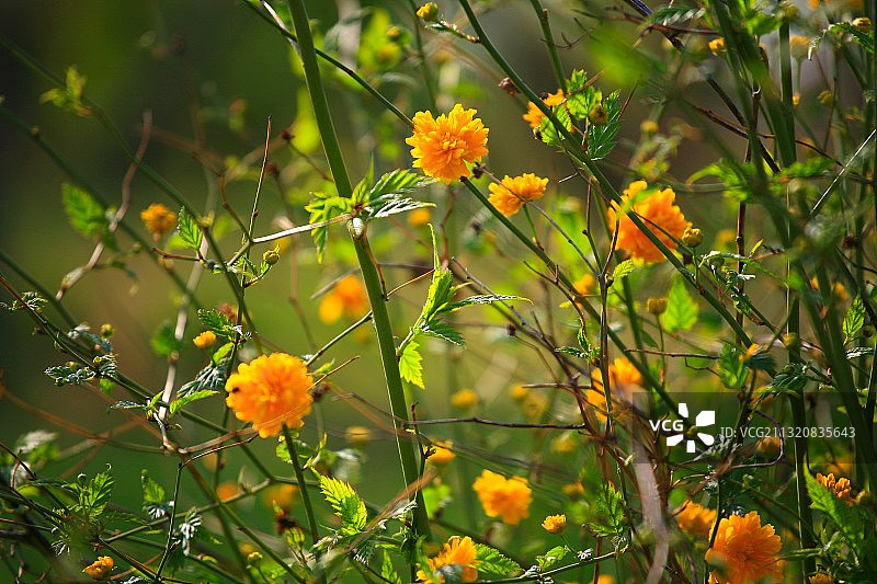盛开的重瓣棣棠花图片素材