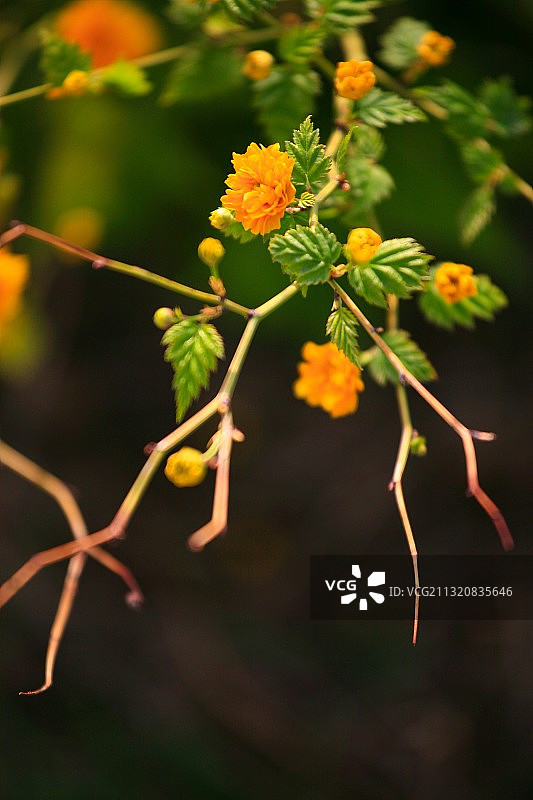 重瓣棣棠花图片素材