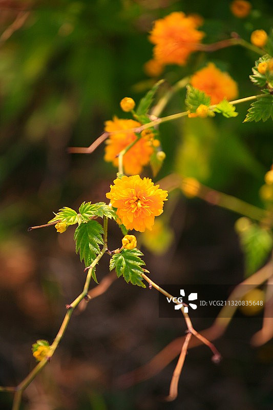 重瓣棣棠花特写图片素材