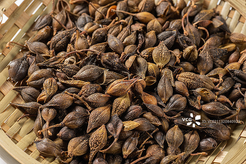 中药 连翘图片素材