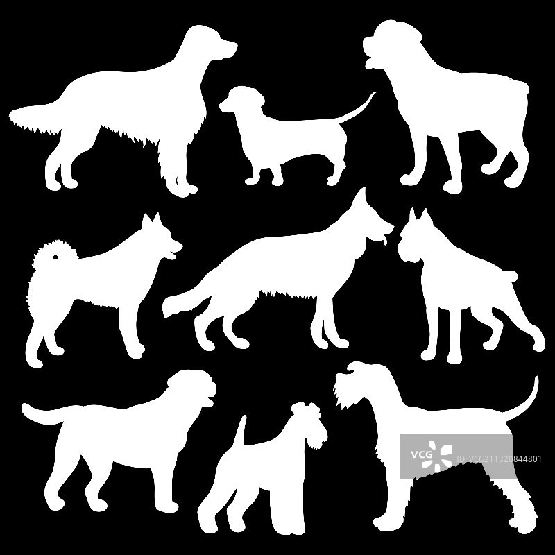 黑色背景上的白色小狗轮廓图片素材