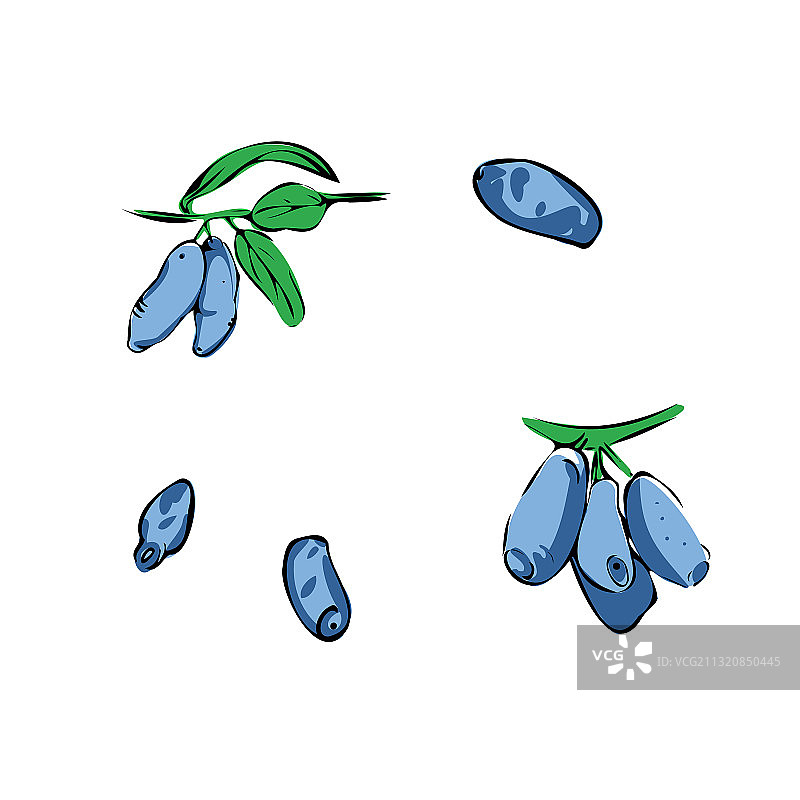 彩色忍冬花图片素材