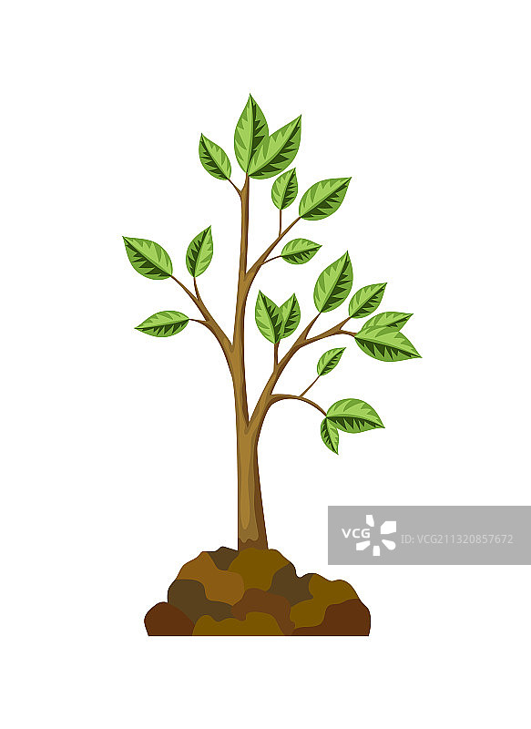 树木生长阶段图片素材
