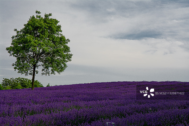 崇明薰衣草主题公园 上海图片素材