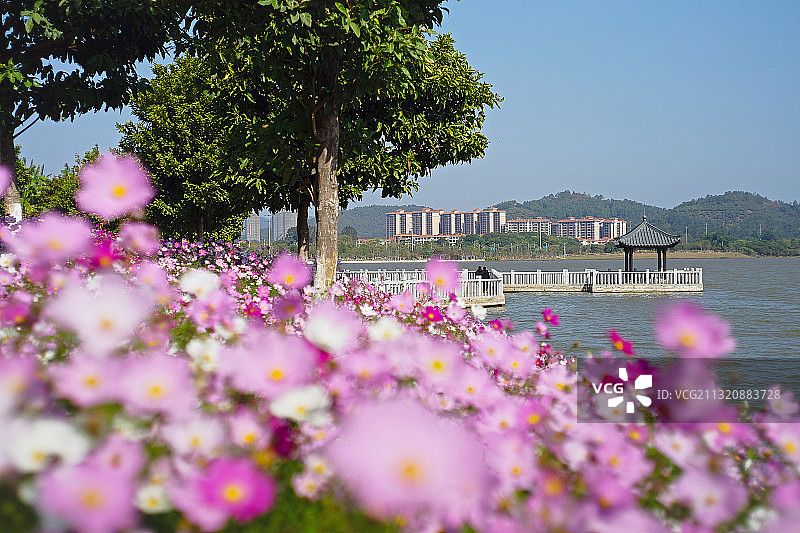 波斯菊花海公园图片素材