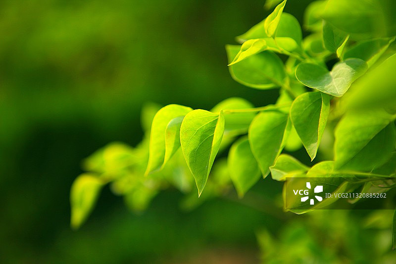 丁香叶特写图片素材