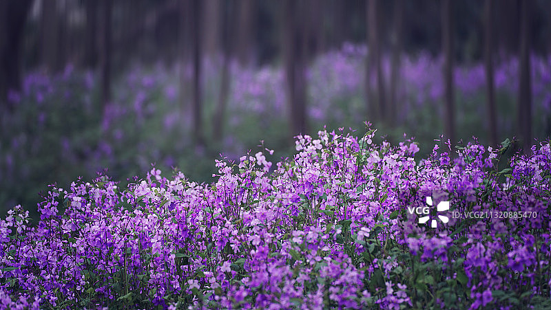 二月兰盛开图片素材