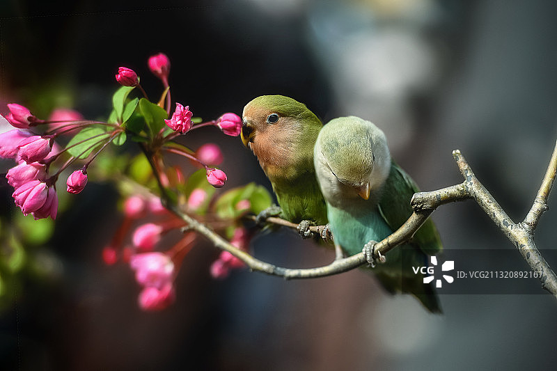 鹦鹉海棠图片素材