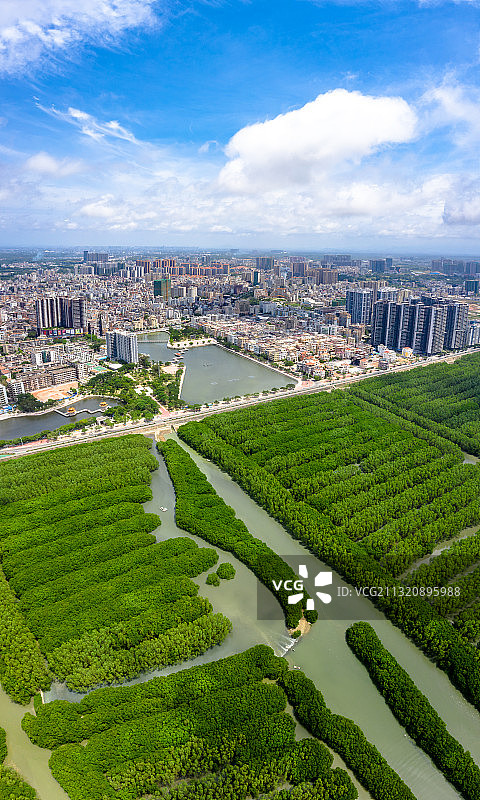 广东省茂名市电白区水东海滨新区万亩红树林图片素材