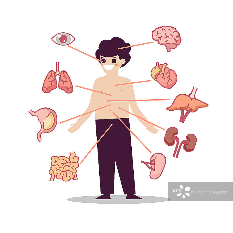 人体解剖器官半规管图片素材