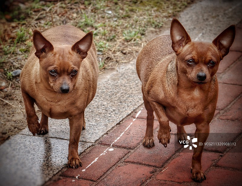 不约而同就做到了同步，果然是一起长大的狗狗。图片素材