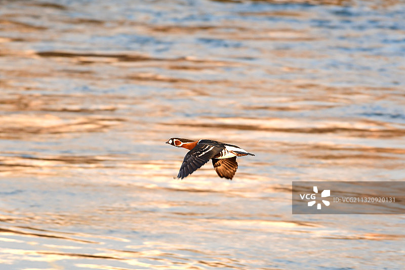 低飞中的花脸鸭图片素材