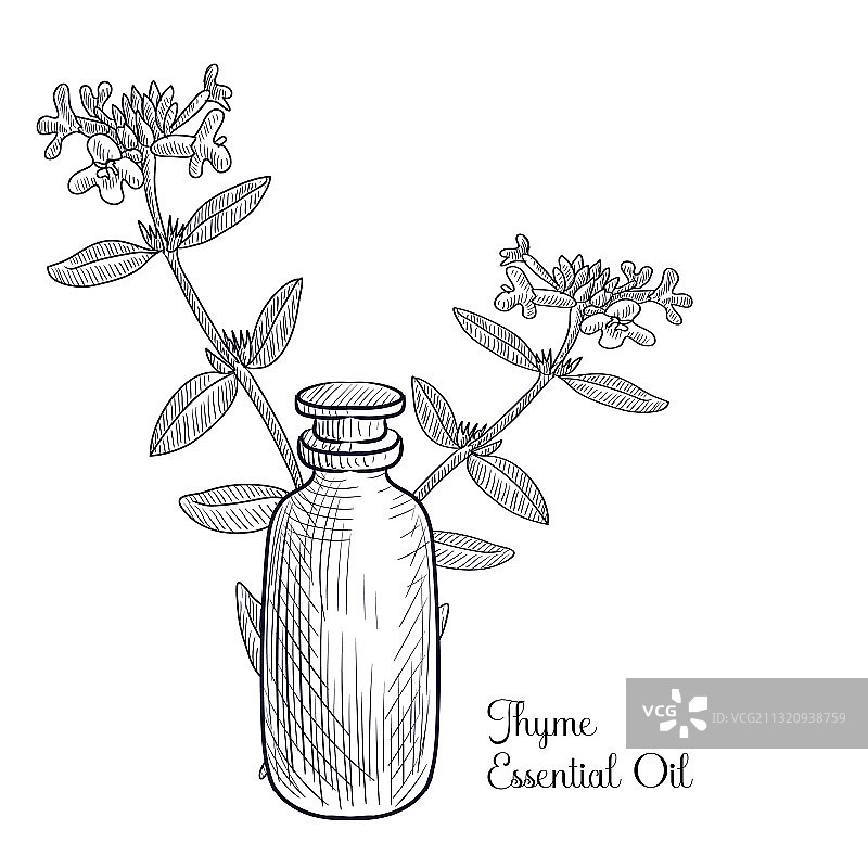 百里香精油图片素材