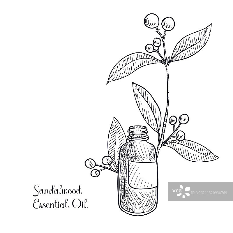 檀香木精油绘画图片素材