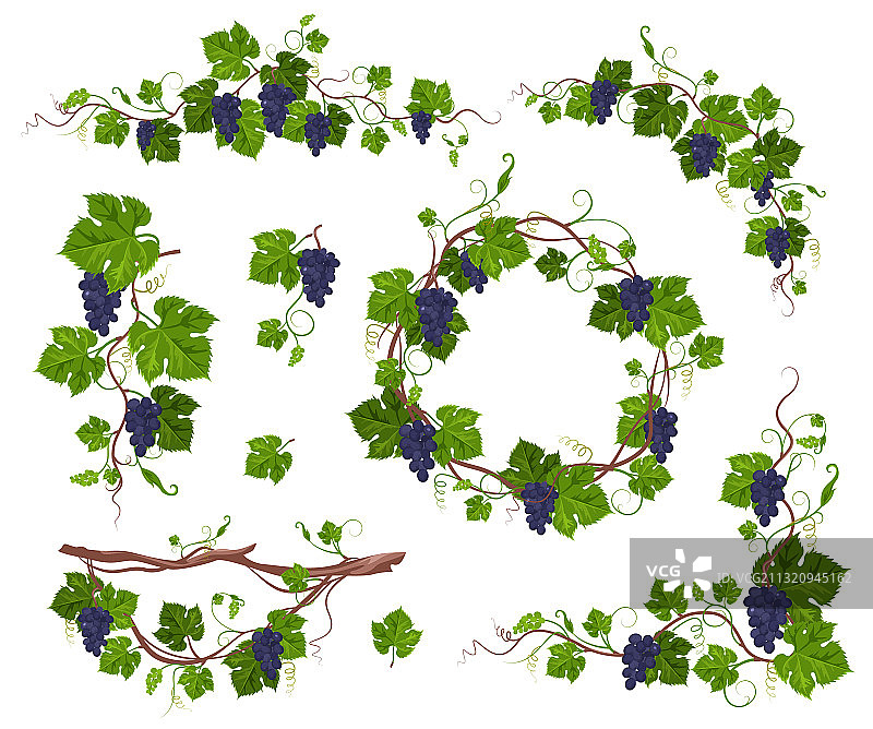 紫色葡萄藤蔓图片素材