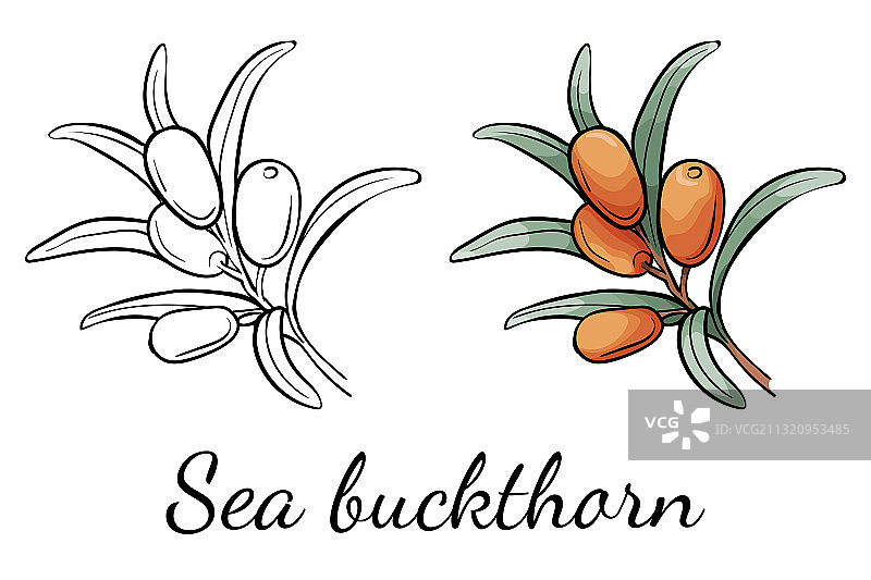 海 buckthorn 轮廓和卡通图片素材