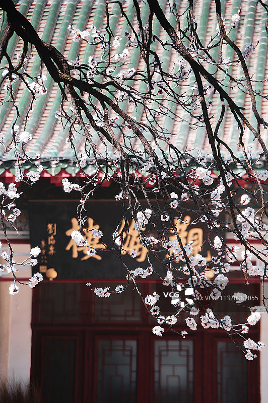 樱花季图片素材