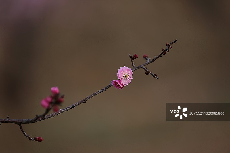 一枝独秀图片素材