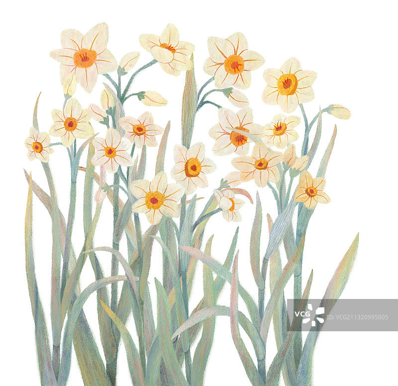 水仙花植物插画图片素材